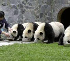 10 Days China Highlights and Panda Tour