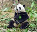 11 Days China Highlights and Panda Tour