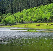 Puda Cuo National Forest Park