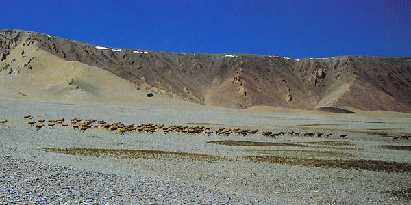 Tibet antelopes
