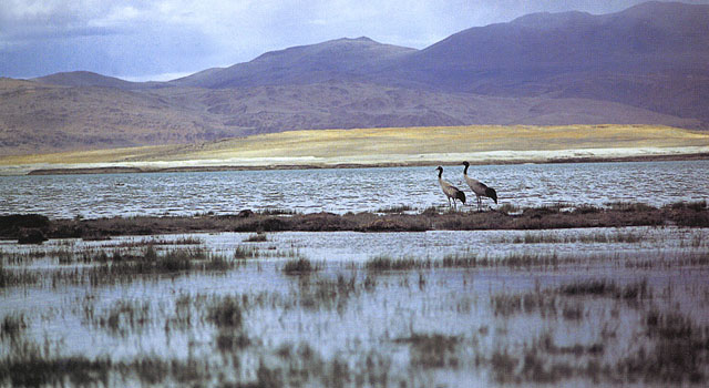 Black-necked cranes 