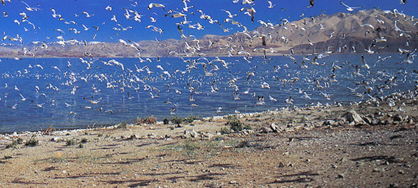 Bird's Island in Banggang Co Lake 