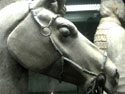 Terracotta Warriors and Horses